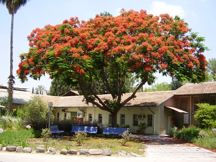 Kibbutz Degania Alef var den første kibbutz i Israel (1910) 